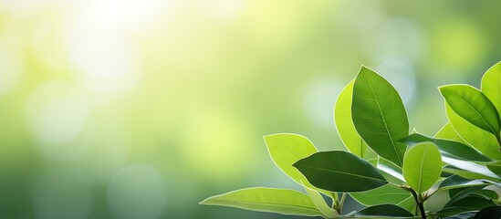 Garden closeup with a green leaf and blurred green background Copy space image for a natural green wallpaper concept