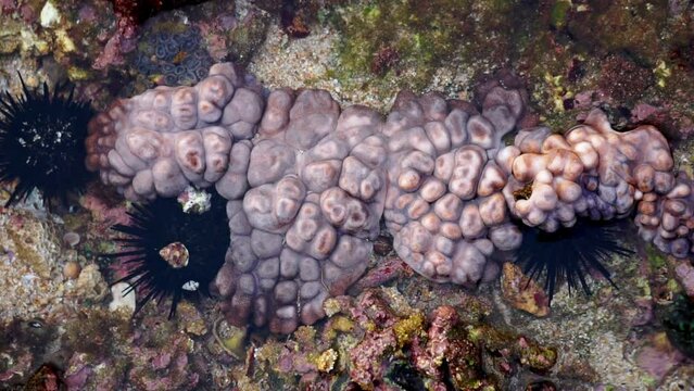 Didemnum carnulentum. Didemnum is a genus of colonial tunicates in the family Didemnidae. It is the most speciose genus in the didemnid family