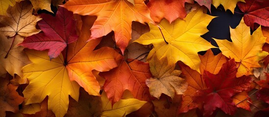 Fototapeta premium A flat lay image of autumn leaves with plenty of room for text or other elements. Copy space image. Place for adding text and design