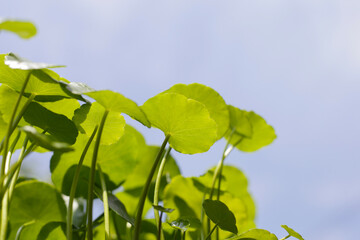 Centella asiatica (gotu kola). Fresh green leaves herb background.