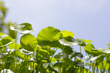Centella asiatica (gotu kola). Fresh green leaves herb background.
