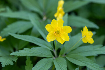 Anemone ranunculoides, the yellow anemone, yellow wood anemone or buttercup anemone.