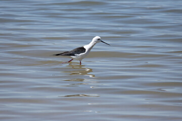 bird, nature, water, seagull, sea, wildlife, beach, animal, sandpiper, birds, gull, shorebird, ocean, shore, sand, wader, white, coast, wild, plover, beak, lake, feather, yellowlegs