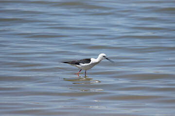bird, nature, water, seagull, sea, wildlife, beach, animal, sandpiper, birds, gull, shorebird, ocean, shore, sand, wader, white, coast, wild, plover, beak, lake, feather, yellowlegs