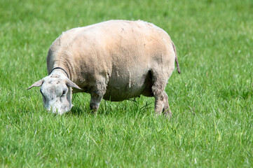 Mother Sheep Eating Grass At Abcoude The Netherlands 5-5-2024