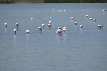 Phoenicopterus, swan, bird, water, lake, nature, animal, swans, birds, wildlife, white, wild, pond, animals, river, beautiful, beauty, flamingo, sea, beak, flock, feather, feathers, swimming, family,