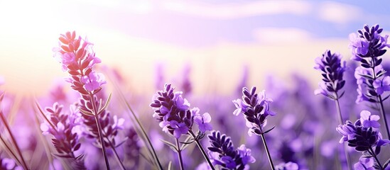 Lavender flowers peacefully grace a soothing copy space image