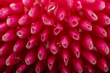 detail of Bellis perennis flower