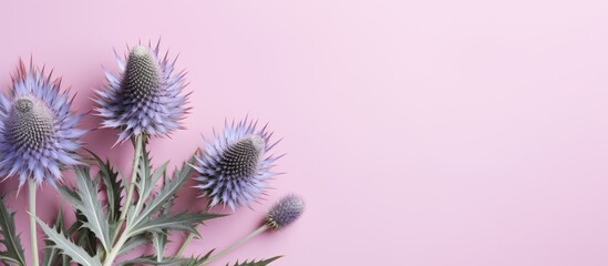 Aesthetic top view still life of sea holly or eryngo on a pastel pink background Minimal pattern of forest flowers and green prickly plants complement the image. Copy space image