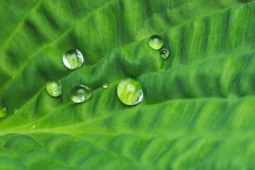 Raindrops on a Hosta leaf, Hosta Sum and Substance