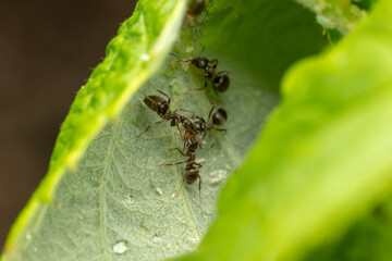 Ants and aphids on the raspberry bush, Ants enjoy snacking on the sweet honeydew that aphids excrete as waste.
