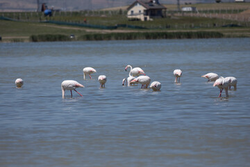 Phoenicopterus, swan, bird, water, lake, nature, animal, swans, birds, wildlife, white, wild, pond, animals, river, beautiful, beauty, flamingo, sea, beak, flock, feather, feathers, swimming, family,