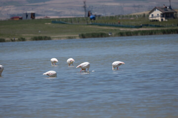 Phoenicopterus, swan, bird, water, lake, nature, animal, swans, birds, wildlife, white, wild, pond, animals, river, beautiful, beauty, flamingo, sea, beak, flock, feather, feathers, swimming, family,
