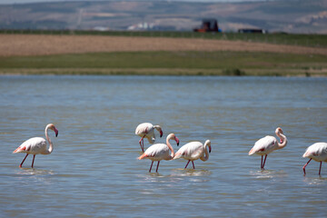 Phoenicopterus, swan, bird, water, lake, nature, animal, swans, birds, wildlife, white, wild, pond, animals, river, beautiful, beauty, flamingo, sea, beak, flock, feather, feathers, swimming, family,