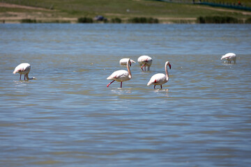 Phoenicopterus, swan, bird, water, lake, nature, animal, swans, birds, wildlife, white, wild, pond, animals, river, beautiful, beauty, flamingo, sea, beak, flock, feather, feathers, swimming, family,