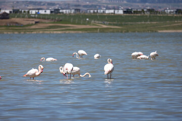 Phoenicopterus, swan, bird, water, lake, nature, animal, swans, birds, wildlife, white, wild, pond, animals, river, beautiful, beauty, flamingo, sea, beak, flock, feather, feathers, swimming, family,