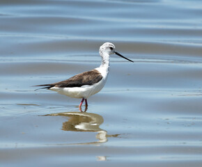 Heron, Phoenicopterus, swan, bird, water, lake, nature, animal, swans, birds, wildlife, white, wild, pond, animals, river, beautiful, beauty, flamingo, sea, beak, flock, feather, feathers,
