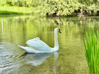 A serene landscape captured with a white swan gracefully swimming on calm waters amidst nature's beauty