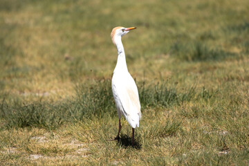 Heron, Phoenicopterus, swan, bird, water, lake, nature, animal, swans, birds, wildlife, white, wild, pond, animals, river, beautiful, beauty, flamingo, sea, beak, flock, feather, feathers,