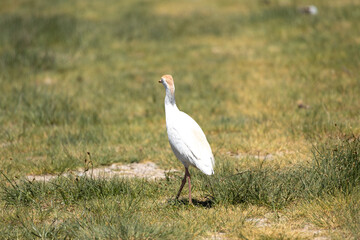 bird, egret, white, animal, nature, wildlife, heron, beak, crane, water, feathers, wild, feather, birds, grass, blue, great