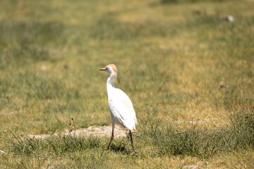 Fototapeta premium bird, egret, white, animal, nature, wildlife, heron, beak, crane, water, feathers, wild, feather, birds, grass, blue, great