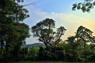 Rainforest Landscape at Sunset, Hue, Vietnam