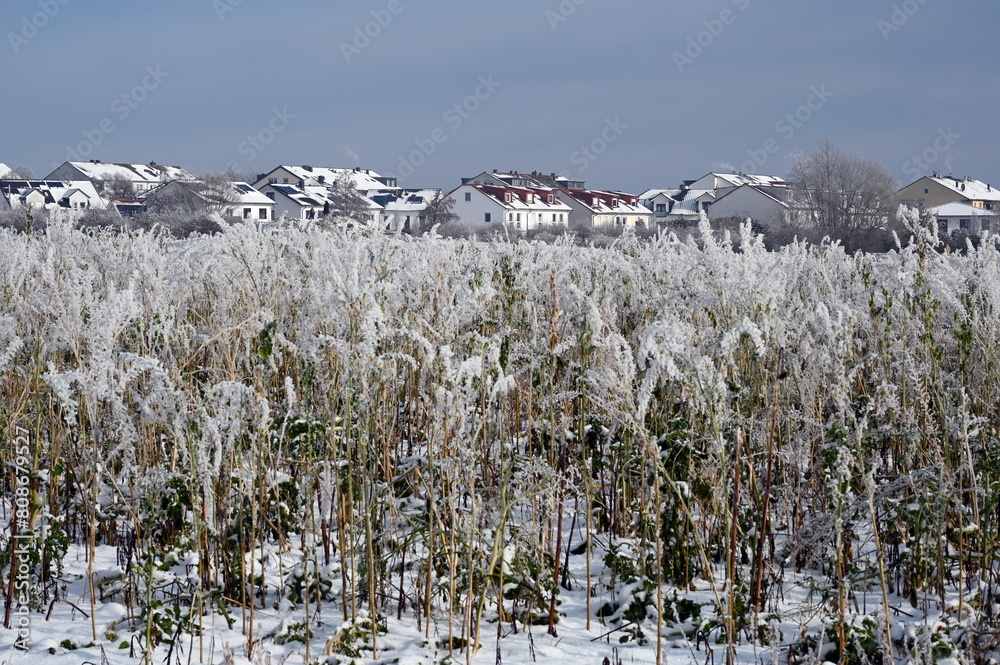 Wall mural Urberach im Winter