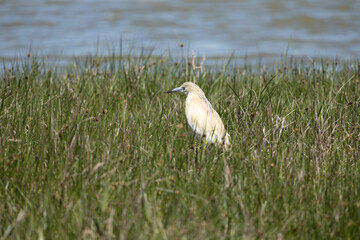 bird, egret, nature, white, water, animal, heron, wildlife, swan, birds, lake, grass, sea, wild, feather, beak, feathers, great, marsh