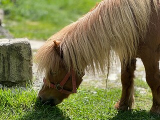 Macro capture of a horse eating grass up close, highlighting the serene harmony between the animal...
