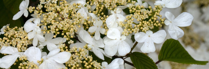 Panorama of flowers of Japanese snowball bush (Viburnum plicatum f. tomentosum 'Mariesii') in a garden in spring