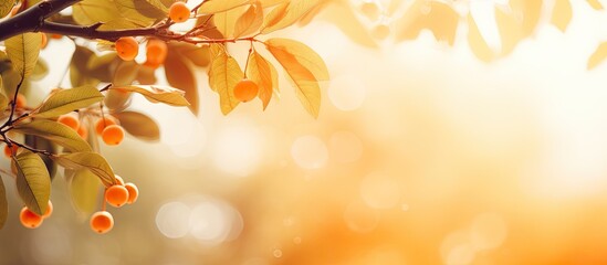 Fototapeta premium An orange bokeh background created by the soft blurring effect of camera with a nature setting under the shade of a tree Perfect for copy space image