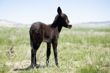 Baby donkey, animal, donkey, mammal, farm, grass, nature, goat, field, brown, baby, green, fur,...