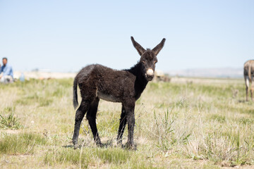 Baby donkey, animal, donkey, mammal, farm, grass, nature, goat, field, brown, baby, green, fur, horse, mule, grazing, rural, meadow, deer, animals, agriculture, wildlife, livestock, wild, young, domes
