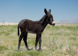 Fototapeta premium Donkey, baby donkey, horse, animal, horses, grass, nature, field, farm, meadow, pasture, grazing, foal, white, mammal, mare, stallion, animals, green, brown, equine, summer, sky, herd, landscape, beau