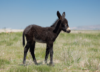 Donkey, baby donkey, horse, animal, horses, grass, nature, field, farm, meadow, pasture, grazing,...