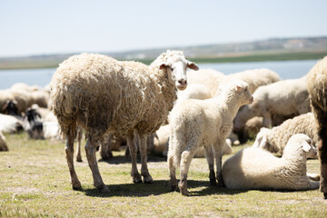 Fototapeta premium sheep, lamb, animal, farm, grass, field, wool, agriculture, farming, nature, ewe, spring, meadow, lambs, pasture, green, grazing, livestock, herd, white, mammal, countryside, rural, flock, country