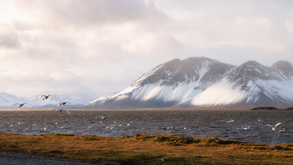 Flock of Swans at Hvalnes Nature Reserve Beach during sunset, Iceland