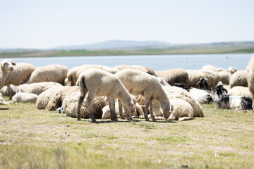 sheep, lamb, animal, farm, grass, field, wool, agriculture, farming, nature, ewe, spring, meadow,...
