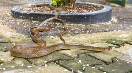 Intimate Moments in the Wild, Rat Snakes Mating in a Domestic Garden