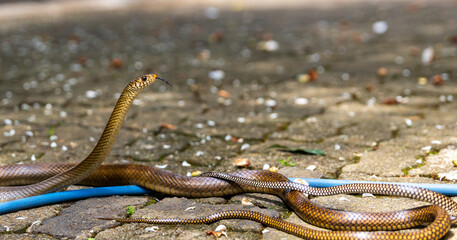 Natures Ballet, The Intricate Dance of Mating Rat Snakes in a Home Garden