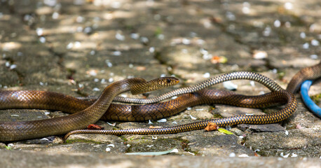 The Gardens Secret Romance, Rat Snakes Mating Amidst the Greenery