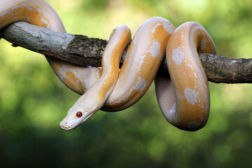 snake, python, albino, a python with its mouth gaping