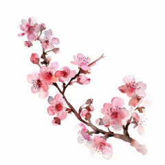 Watercolor painting of a delicate cherry blossom branch in full bloom, on isolated white background, Generative AI