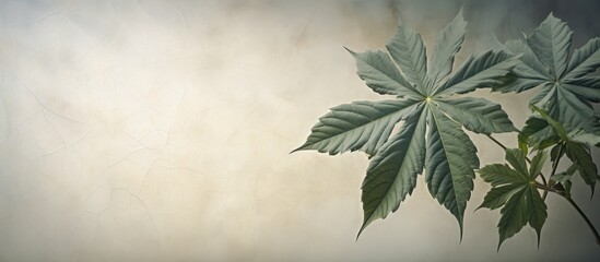 Image of a Fatsia leaf showcased in a peaceful setting with a wall adorning one side The leaf is...