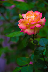 Obraz premium 薔薇