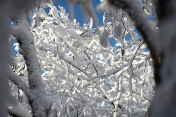 The trees are covered with a white layer and the sky is blue. Fairy tale landscape.