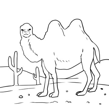 Camel Animal Coloring
