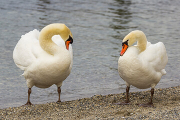 Two swans on the shore of Lake Geneva