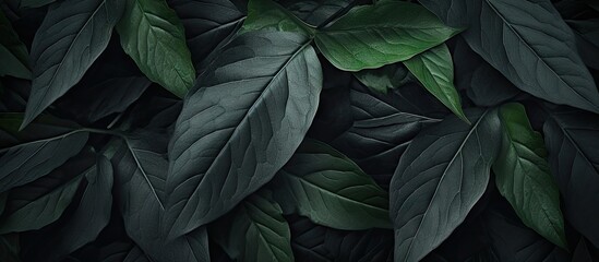 Close up of a dark leaves texture creating an abstract nature background with copy space image