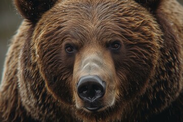 Intense gaze of a wild brown bear captured in a detailed close-up portrait